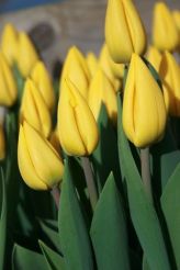Tulip Yellow Flight (11).jpg
